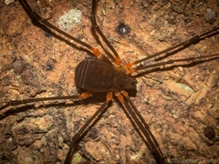 Octobunus singularis