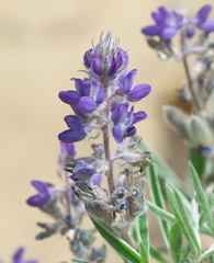 Lupinus kuschei