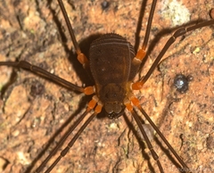 Octobunus singularis