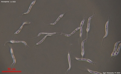 Cercophora silvatica