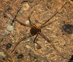 Octobunus singularis