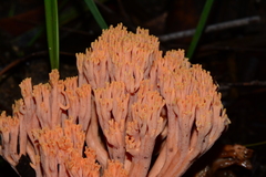 Ramaria anziana