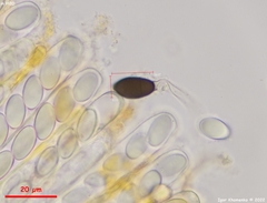 Cercophora silvatica