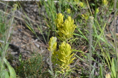 Castilleja flava