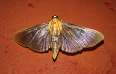 Phostria citrinalis