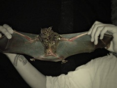 Phyllostomus hastatus