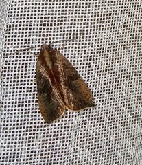 Galgula hippotamada