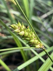 Carex striata