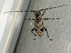 Graphisurus triangulifer