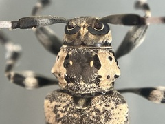 Graphisurus triangulifer