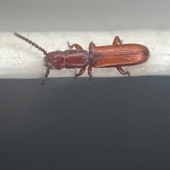 Taphroscelidia linearis