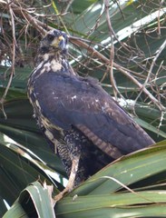 Buteogallus