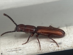 Taphroscelidia linearis