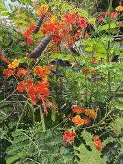 Caesalpinia pulcherrima