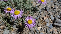 Erigeron clokeyi