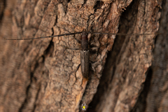 Neocompsa puncticollis