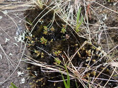 Campylopus atrovirens