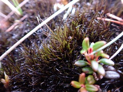 Campylopus atrovirens