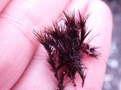 Campylopus atrovirens