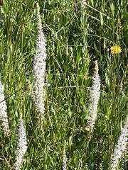 Thelypodium crispum