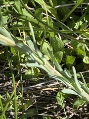 Thelypodium crispum
