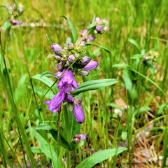 Penstemon deaveri
