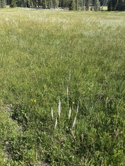 Thelypodium crispum