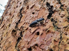 Chalcolepidius apacheanus