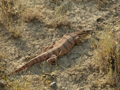 Varanus griseus caspius