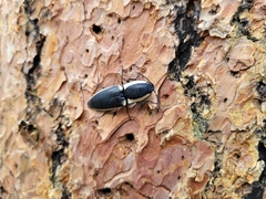 Chalcolepidius apacheanus