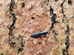 Chalcolepidius apacheanus