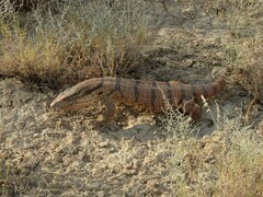 Varanus griseus caspius