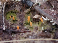 Multiclavula vernalis