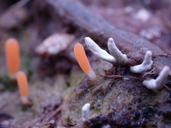 Multiclavula vernalis