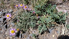 Erigeron clokeyi