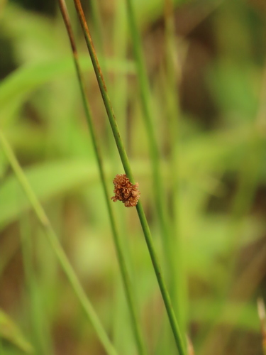 Image of Juncus decipiens by (c) chiuluan, some rights reserved (CC BY)