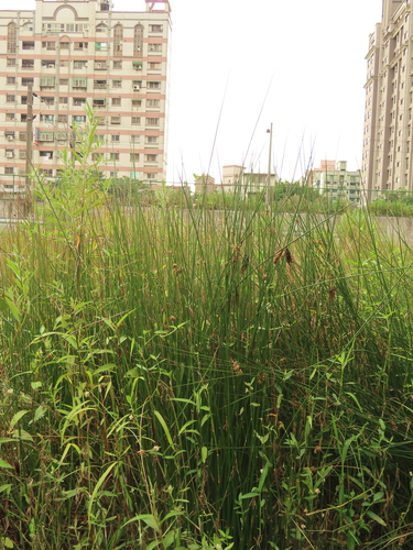 Image of Juncus decipiens by (c) chiuluan, some rights reserved (CC BY)