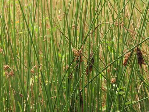 Image of Juncus decipiens by (c) chiuluan, some rights reserved (CC BY)