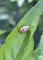 Walterianella durangoensis