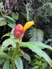 Costus wilsonii