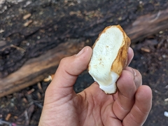 Spongiporus leucospongia