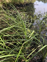 Carex striata