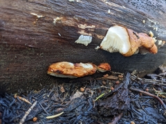 Spongiporus leucospongia