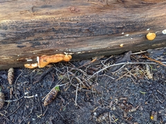 Spongiporus leucospongia