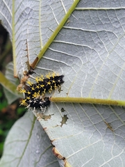 Colobura dirce