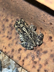 Anaxyrus terrestris