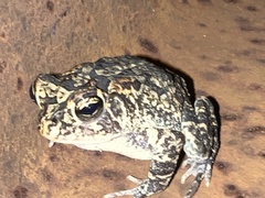 Anaxyrus terrestris