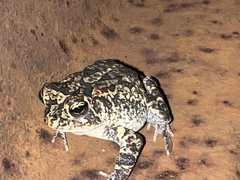 Anaxyrus terrestris