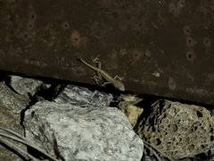 Anolis sagrei