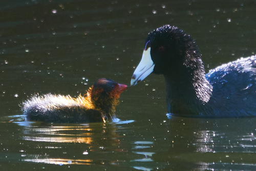 iNaturalist observation photo of American Coot
